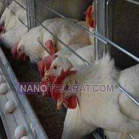 قفس پرورش مرغ قفس پرورش مرغ